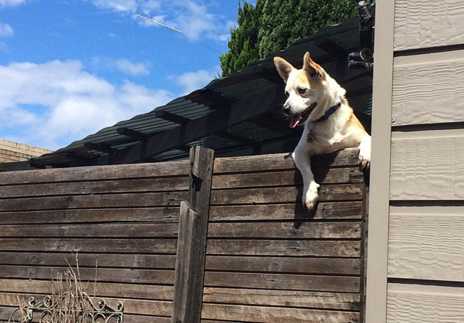 Animal Planet - Mascotas Revoltosas 1