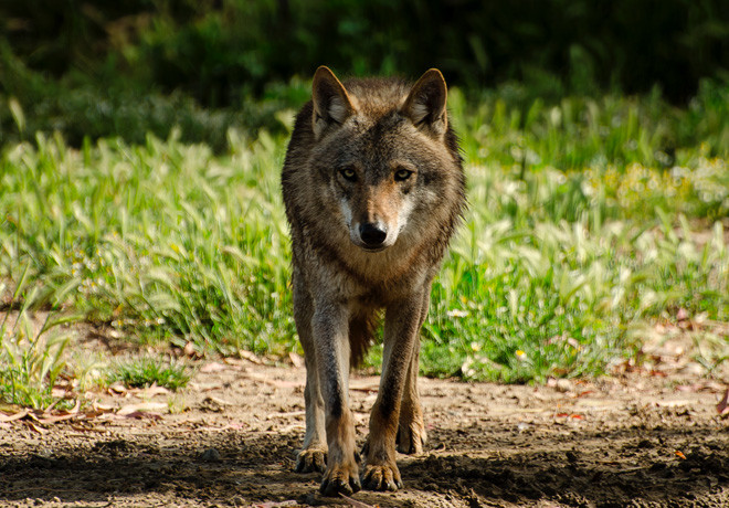 Animal Planet - Oriente Medio Salvaje 1