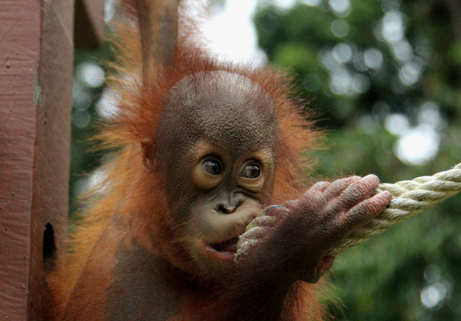 Animal Planet - Santuario de Orangutanes