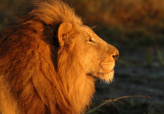 Animal Planet - Leyenda de un Rey