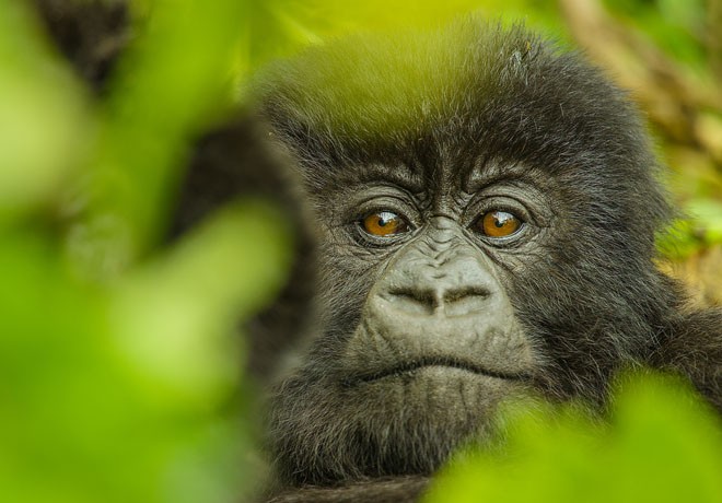 National Geographic - Dian Fossey - Muerte en la Niebla 2